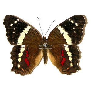 ANARTIA FATIMA FATIMA ANARTIA FATIMA FATIMA